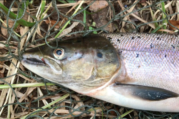 Grilse on bank 2019 2021-01-26 at 22.35.31 revised MTS