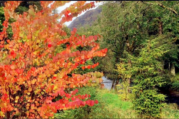 Orange bush Screenshot 2021-06-01 at 23.38.15 revised MTS