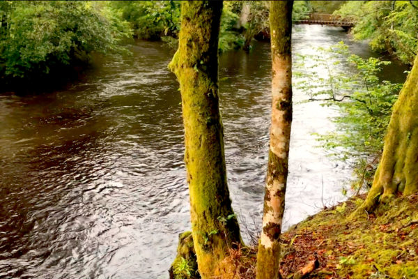 River, trees Screenshot 2021-01-26 at 22.44.12 revised MTS