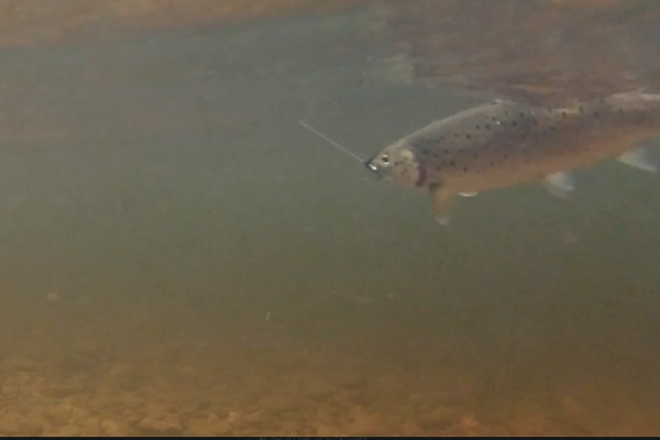 Underwater Screenshot 2021-06-01 at 23.28.09 copy