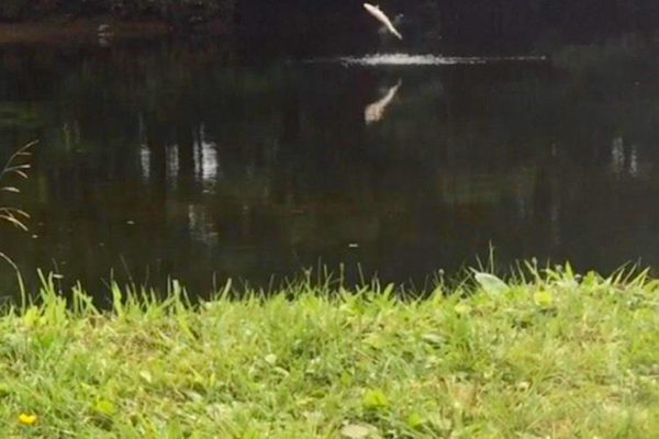 leaping fish revised MTS