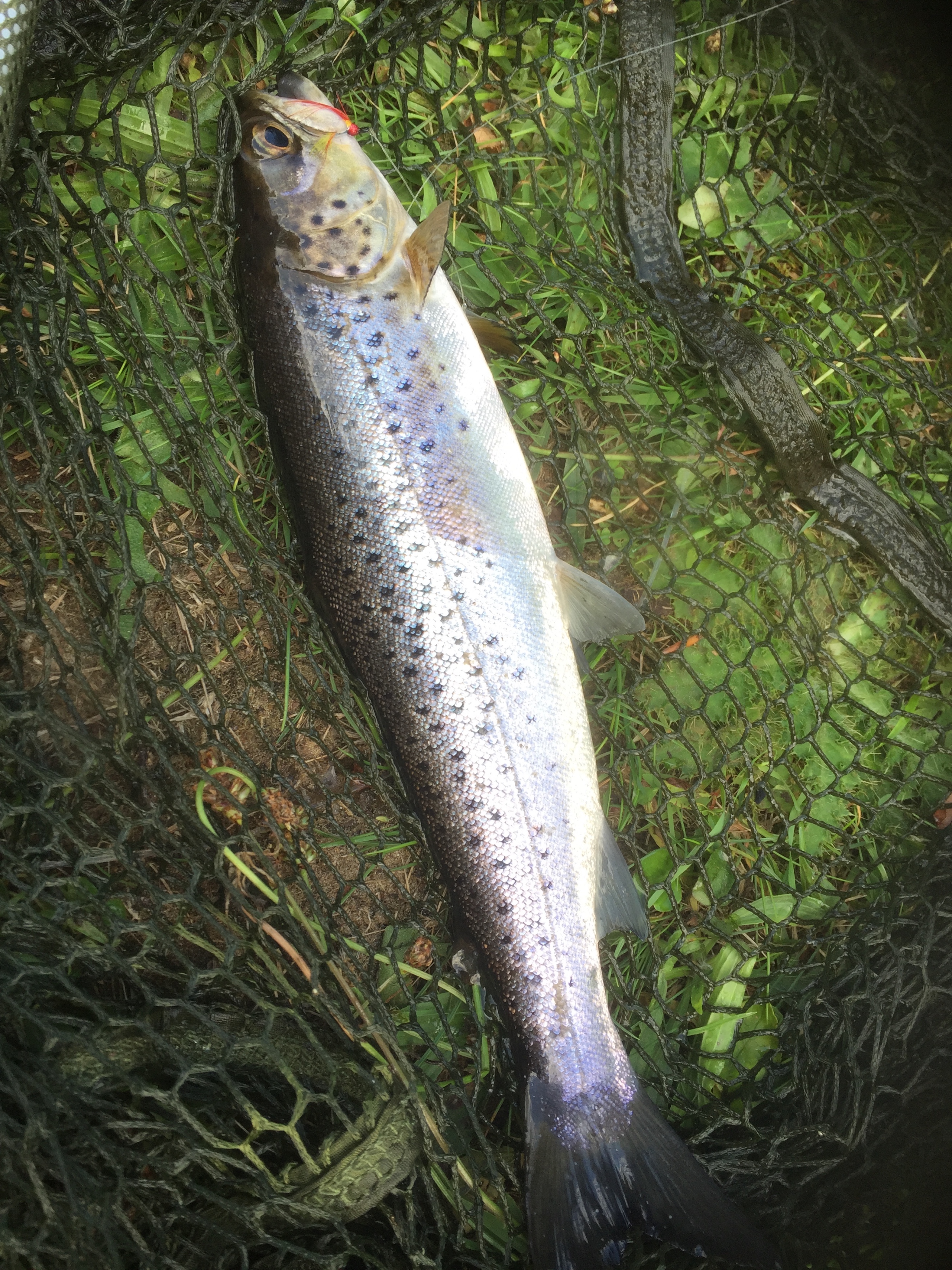 sea trout and net revised MTS