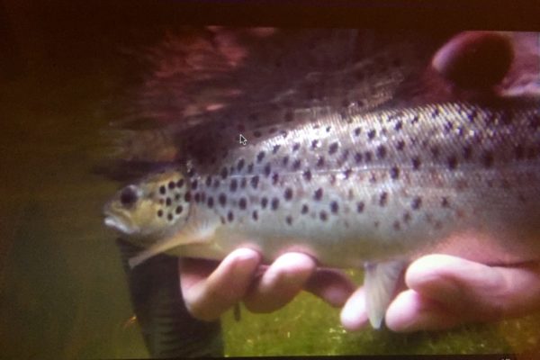 sea trout release_0942 revise MTS