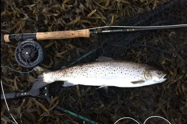 sea trout with rod revised MTS
